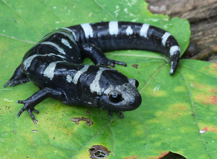 Marbled Salamander
